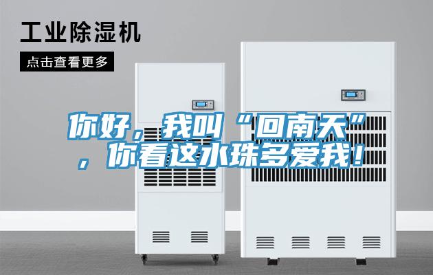 你好，我叫“回南天”，你看這水珠多愛(ài)我！
